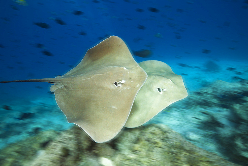 Pink Whipray, Pateobatis fai, North Male Atoll, Indian Ocean, Maldives