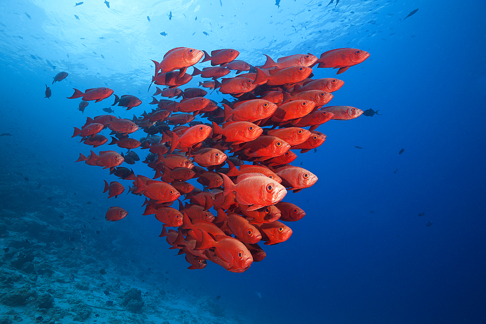 Shoal of Crescent-tail Bigeye, Priacanthus hamrur, North Male Atoll, Indian Ocean, Maldives