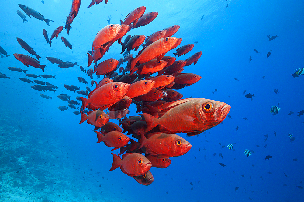 Shoal of Crescent-tail Bigeye, Priacanthus hamrur, North Male Atoll, Indian Ocean, Maldives