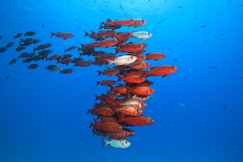 Shoal of Crescent-tail Bigeye, Priacanthus hamrur, North Male Atoll, Indian Ocean, Maldives