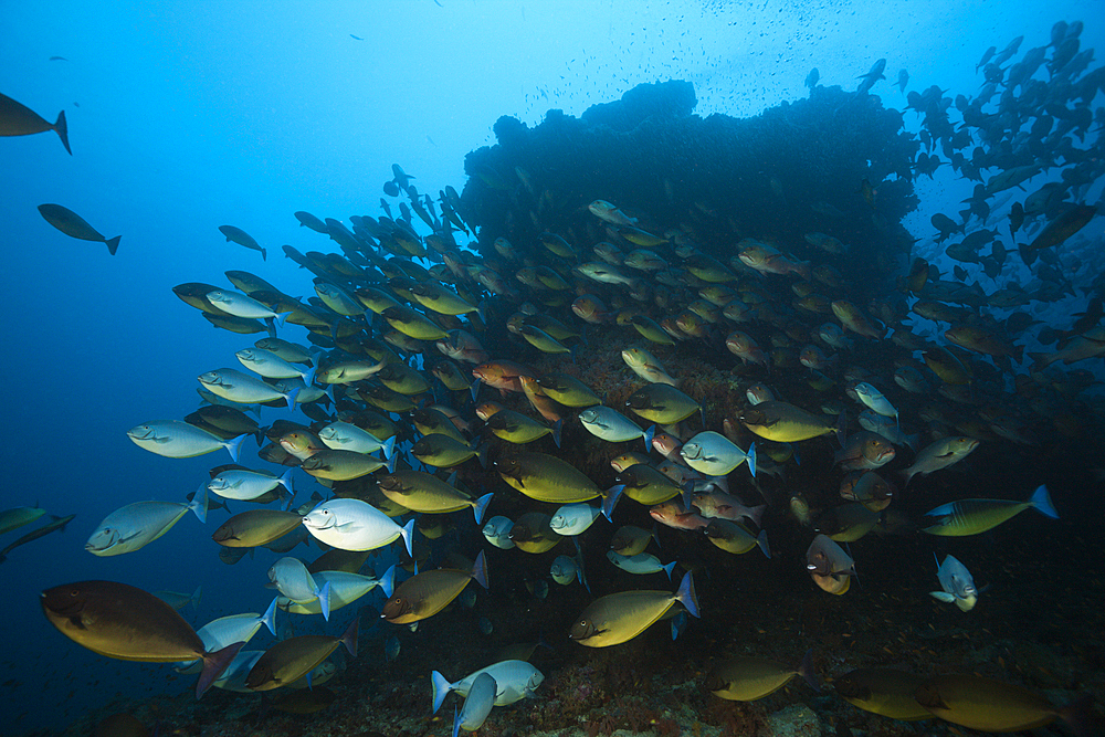 Shoal of Sleek Unicornfish, Naso Hexacanthus, South Male Atoll, Indian Ocean, Maldives