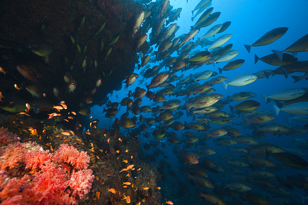 Shoal of Sleek Unicornfish, Naso Hexacanthus, South Male Atoll, Indian Ocean, Maldives