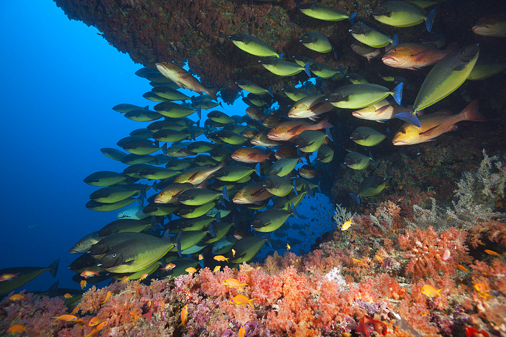 Shoal of Sleek Unicornfish, Naso Hexacanthus, South Male Atoll, Indian Ocean, Maldives