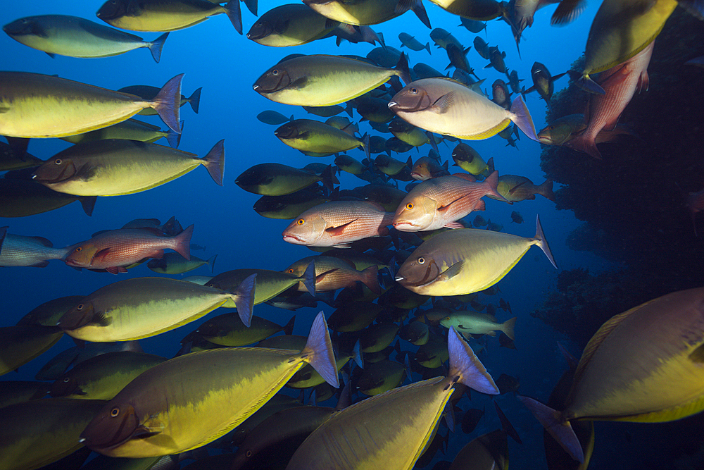 Shoal of Sleek Unicornfish, Naso Hexacanthus, South Male Atoll, Indian Ocean, Maldives