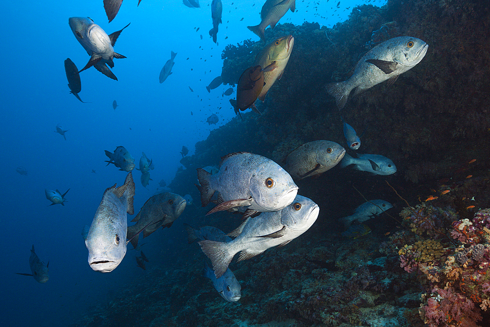 Shoal of Black Snapper, Macolor niger, South Male Atoll, Indian Ocean, Maldives