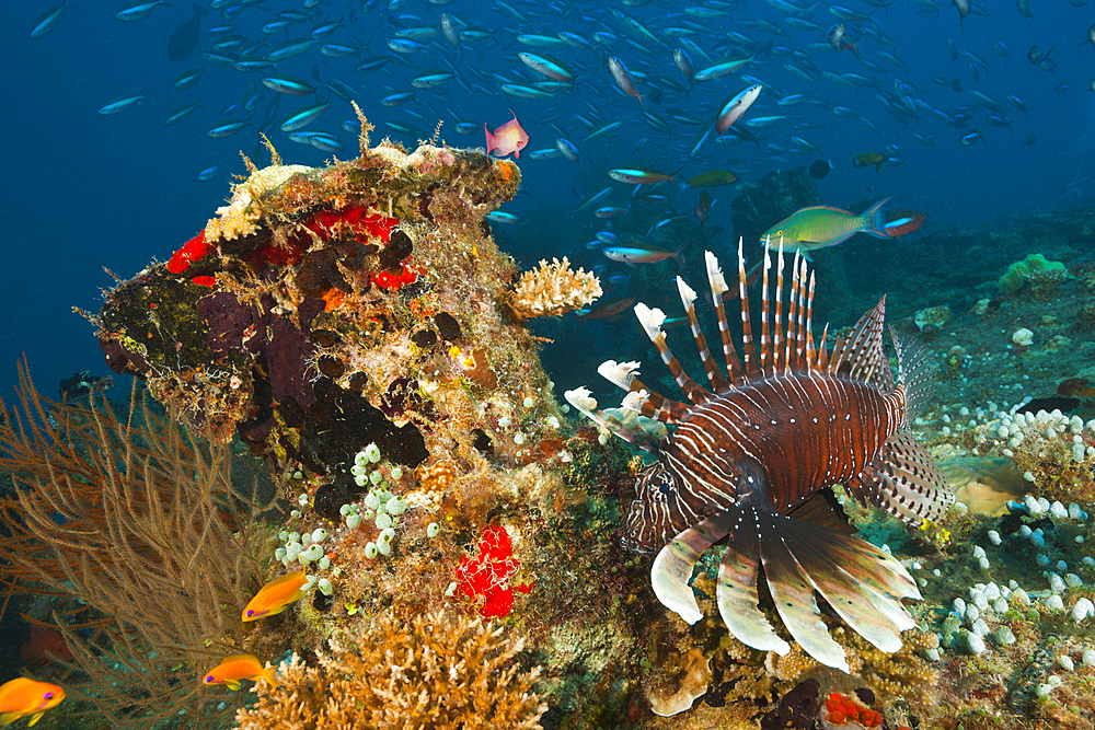 Devil Firefish, Pterois Miles, South Male Atoll, Indian Ocean, Maldives