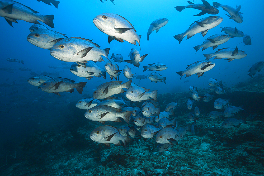 Shoal of Black Snapper, Macolor niger, South Male Atoll, Indian Ocean, Maldives