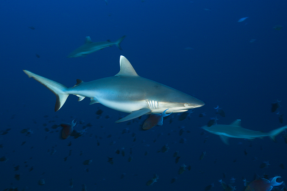 Grey Reef Shark, Carcharhinus amblyrhynchos, Felidhu Atoll, Indian Ocean, Maldives