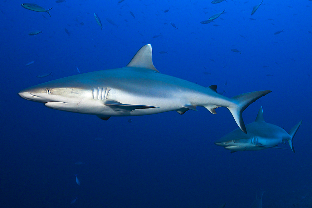 Grey Reef Shark, Carcharhinus amblyrhynchos, Felidhu Atoll, Indian Ocean, Maldives