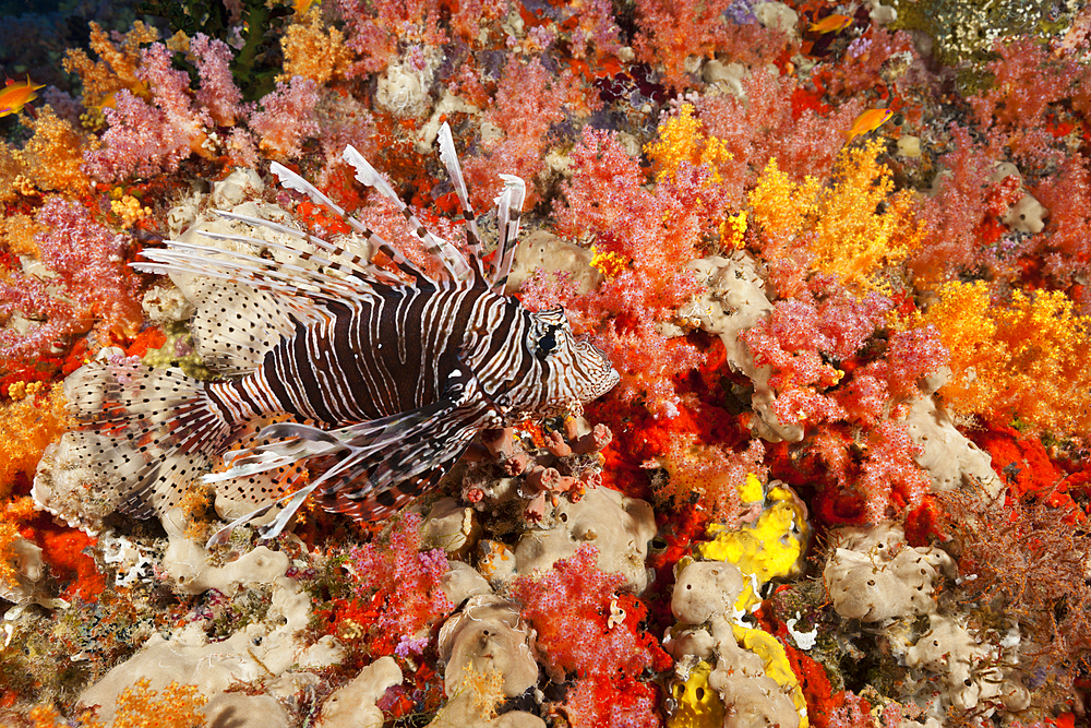 Devil Firefish, Pterois Miles, Felidhu Atoll, Indian Ocean, Maldives