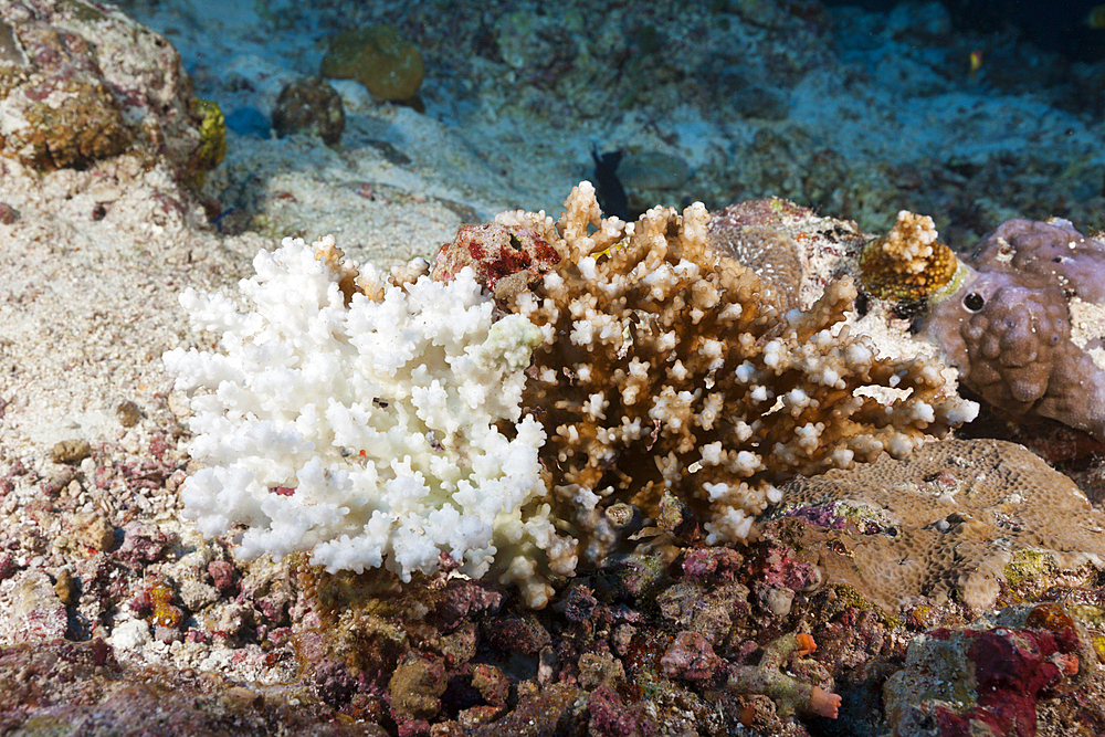 Coral Bleaching, Felidhu Atoll, Indian Ocean, Maldives