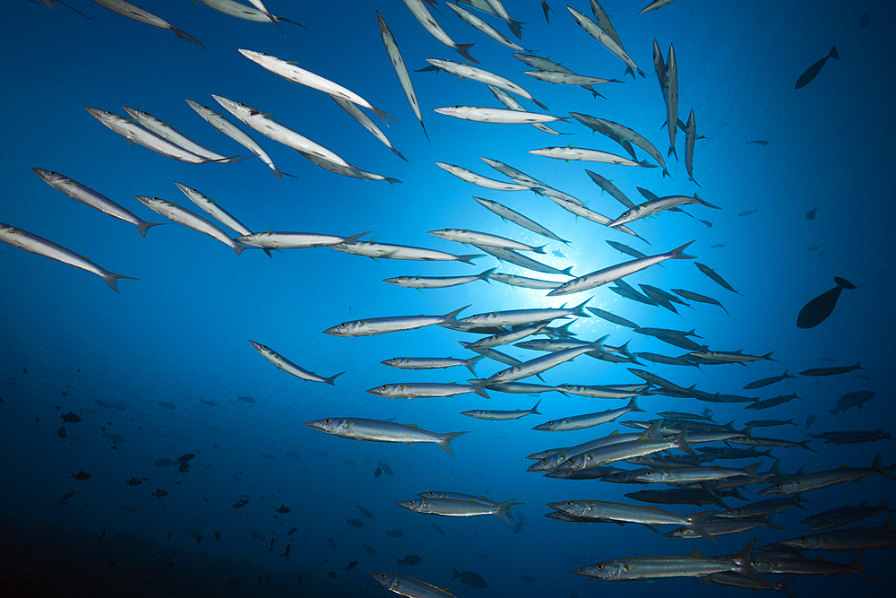 Shoal of Blackspot Barracuda, Sphyraena forsteri, Felidhu Atoll, Indian Ocean, Maldives