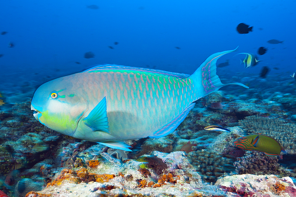 Indian Steephead Parrotfish, Scarus strongylocephalus, Felidhu Atoll, Indian Ocean, Maldives