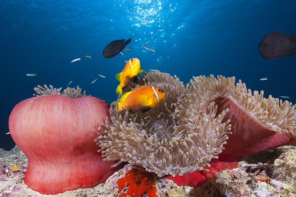 Maldives Anemonefish, Amphiprion nigripes, Felidhu Atoll, Indian Ocean, Maldives