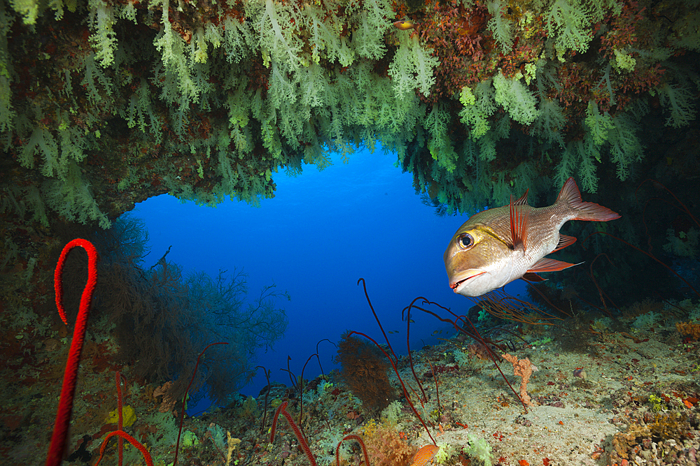 Bigeye Emperor, Monotaxis grandoculis, Felidhu Atoll, Indian Ocean, Maldives