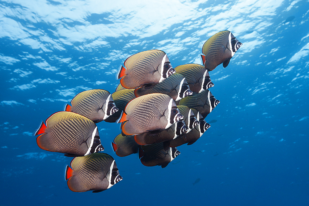 Shoal Redtail Butterfyfish, Chaetodon collare, Felidhu Atoll, Indian Ocean, Maldives