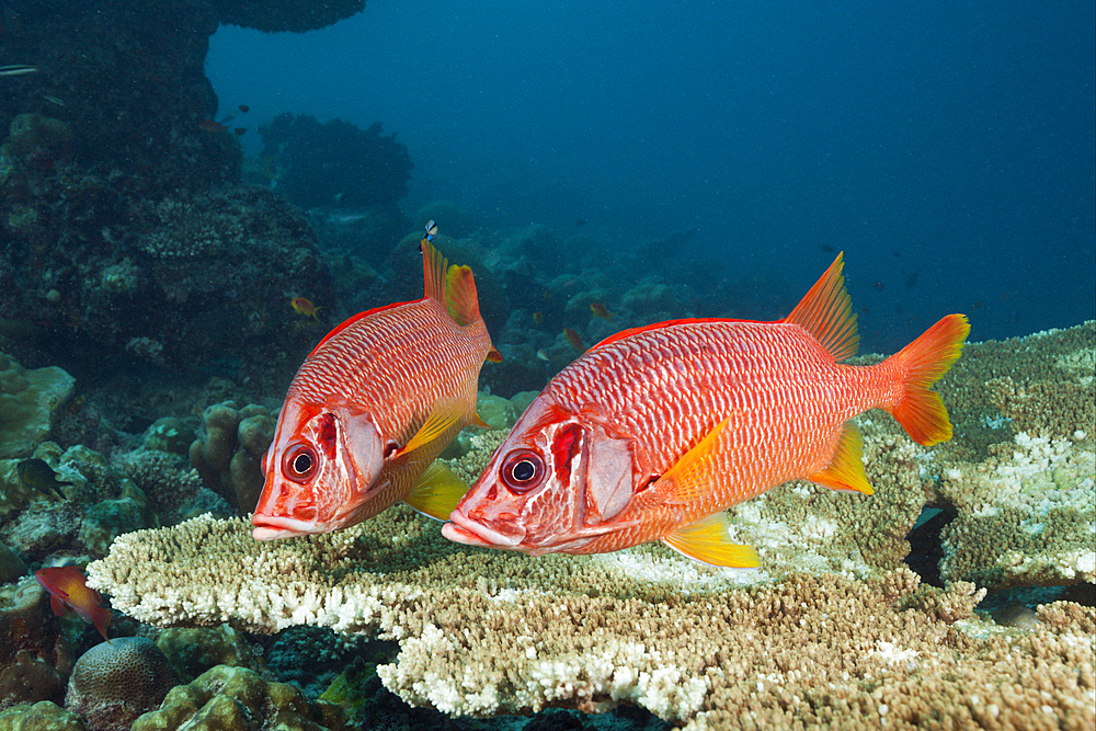 Longjaweed Squirrelfish, Sargocentron spiniferum, Felidhu Atoll, Indian Ocean, Maldives