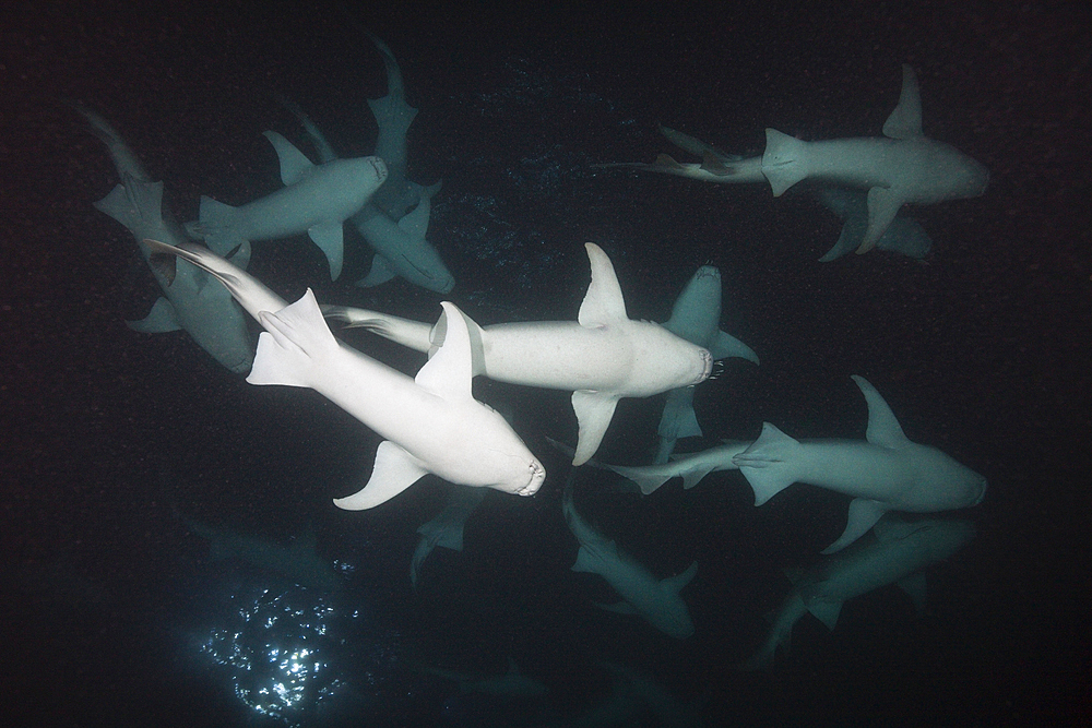 Nurse Shark at Night, Nebrius ferrugineus, Felidhu Atoll, Indian Ocean, Maldives