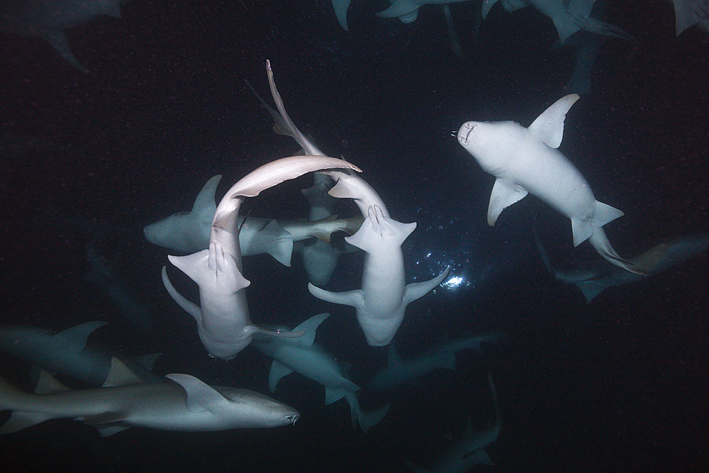 Nurse Shark at Night, Nebrius ferrugineus, Felidhu Atoll, Indian Ocean, Maldives