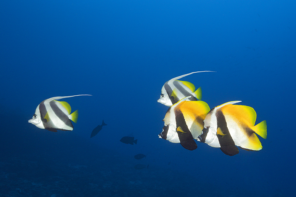 Masked Bannerfish and Pennant Bannerfish, Heniochus monoceros, South Male Atoll, Indian Ocean, Maldives