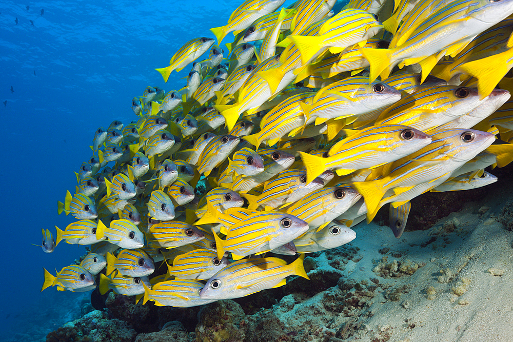 Shoal of Bluestripe Snapper, Lutjanus kasmira, South Male Atoll, Indian Ocean, Maldives