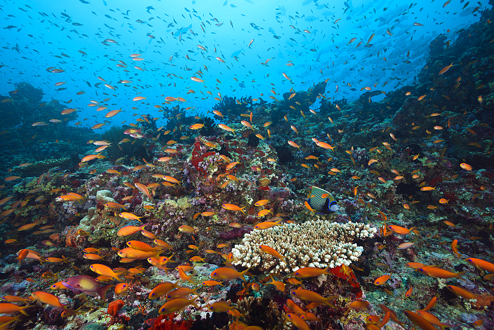 Lyretail Anthias, Pseudanthias squamipinnis, South Male Atoll, Indian Ocean, Maldives