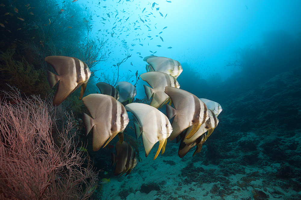 Shoal of Longfin Batfish, Platax teira, South Male Atoll, Indian Ocean, Maldives