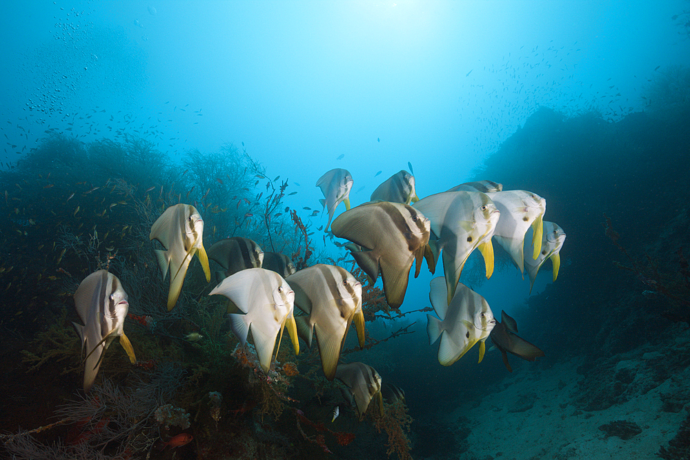 Shoal of Longfin Batfish, Platax teira, South Male Atoll, Indian Ocean, Maldives