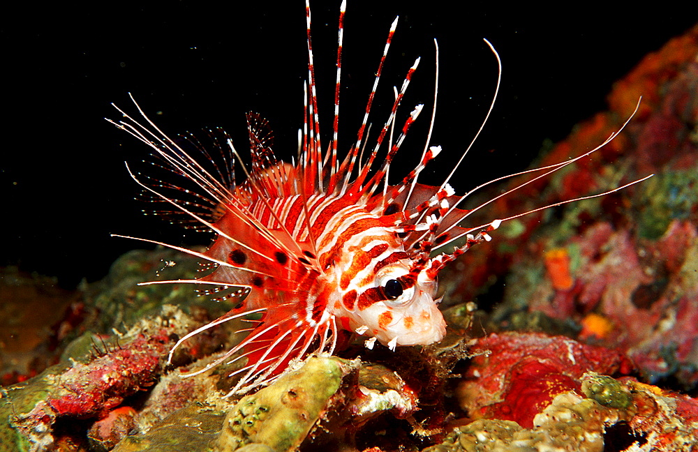 Spotfin lionfish, Pterois antennata, Philippines, Bohol Sea, Pacific Ocean, Panglao Island, Bohol