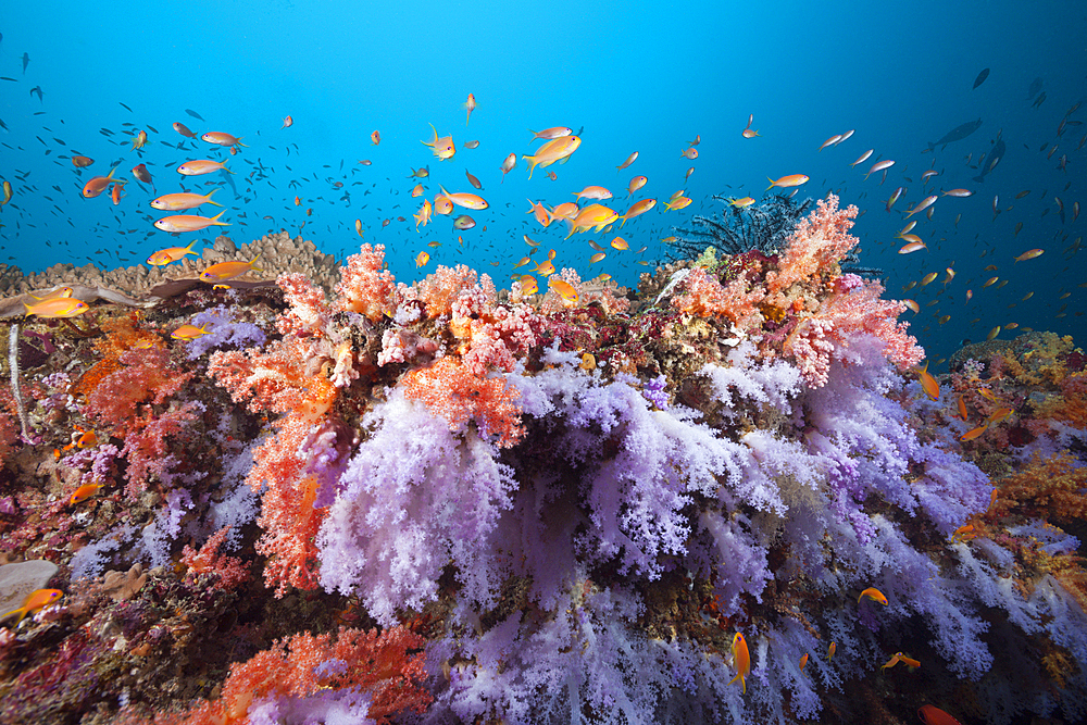 Colored Coral Reef, Ari Atoll, Indian Ocean, Maldives