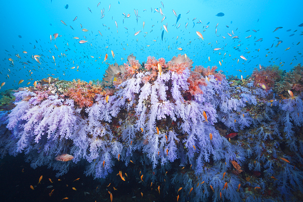 Colored Coral Reef, Ari Atoll, Indian Ocean, Maldives