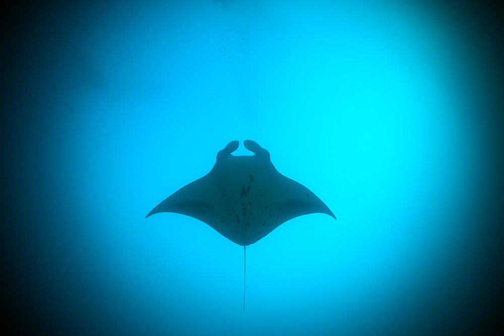 Reef Manta Ray, Manta alfredi, Ari Atoll, Indian Ocean, Maldives