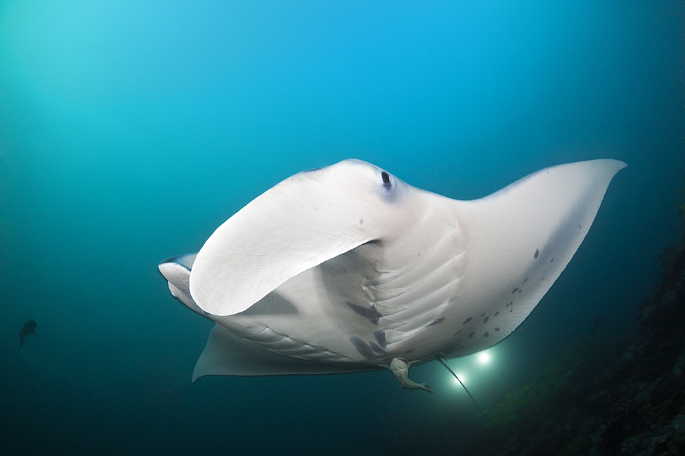 Reef Manta Ray, Manta alfredi, Ari Atoll, Indian Ocean, Maldives