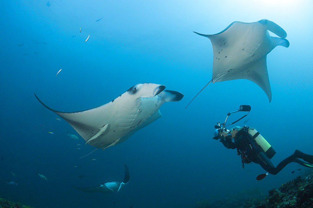 Reef Manta Ray, Manta alfredi, Ari Atoll, Indian Ocean, Maldives