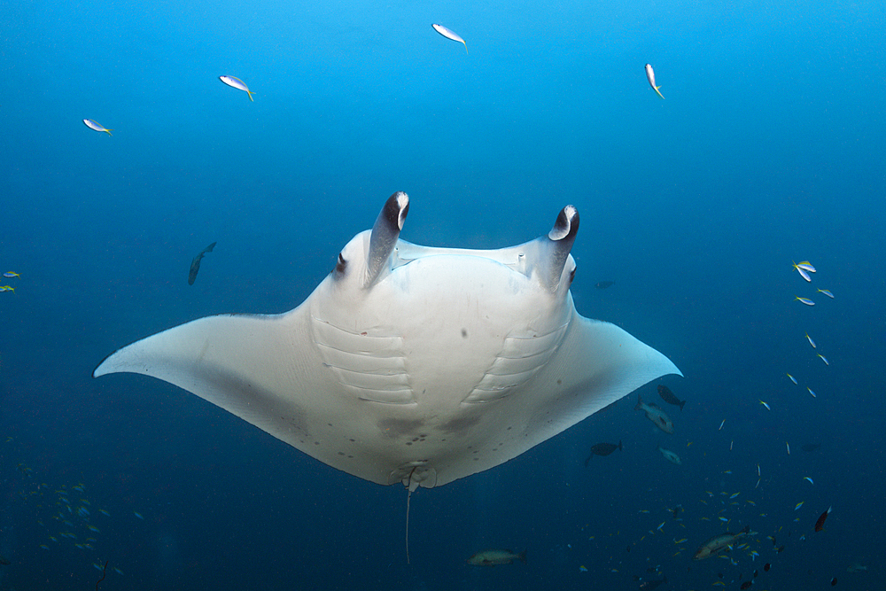 Reef Manta Ray, Manta alfredi, Ari Atoll, Indian Ocean, Maldives