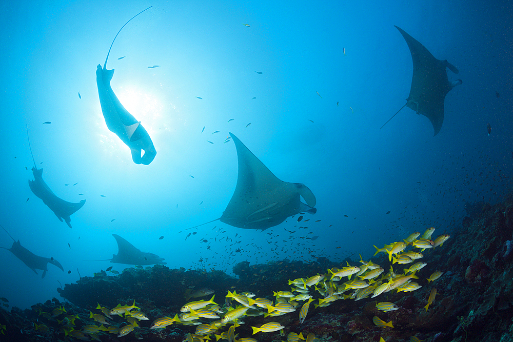 Reef Manta Ray, Manta alfredi, Ari Atoll, Indian Ocean, Maldives