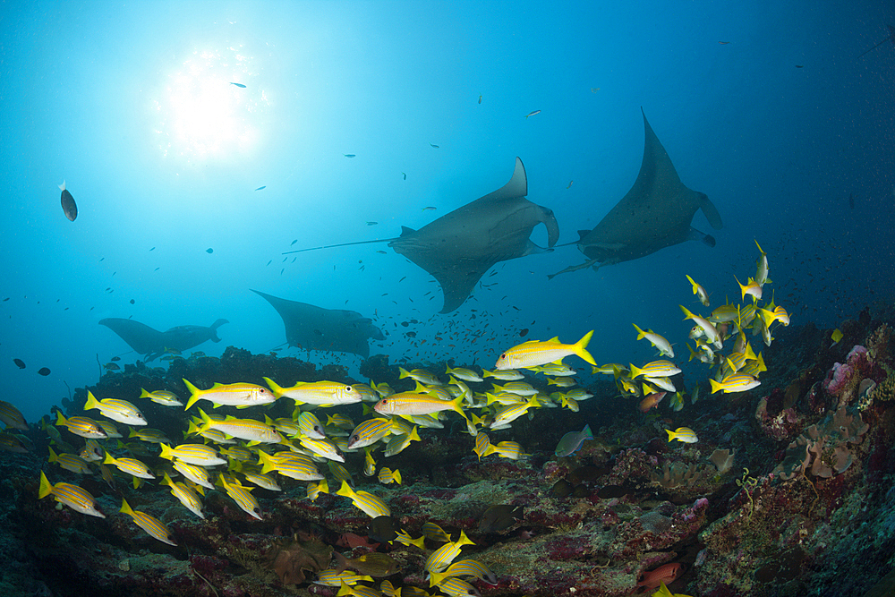 Reef Manta Ray, Manta alfredi, Ari Atoll, Indian Ocean, Maldives