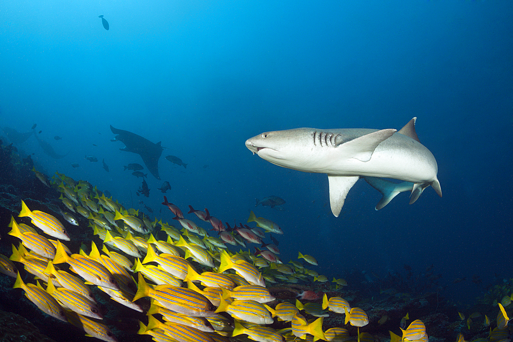 Whitetip Reef Shark, Triaenodon obesus, Ari Atoll, Indian Ocean, Maldives