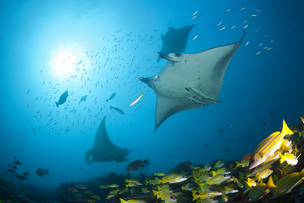 Reef Manta Ray, Manta alfredi, Ari Atoll, Indian Ocean, Maldives