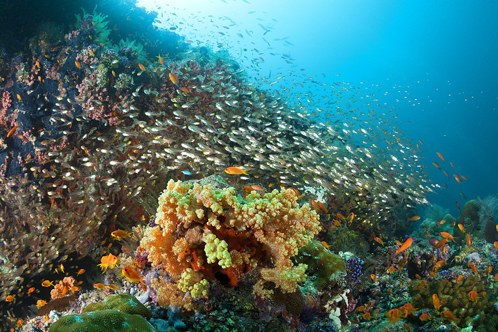 Pygmy Sweeper, Parapriacanthus ransonneti, Ari Atoll, Indian Ocean, Maldives