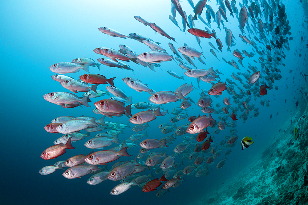 Shoal of Crescent-tail Bigeye, Priacanthus hamrur, Ari Atoll, Indian Ocean, Maldives