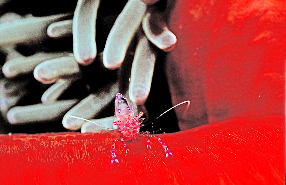 shrimp in anemone, Periclimenes tosaensis, Papua New Guinea, Pacific ocean