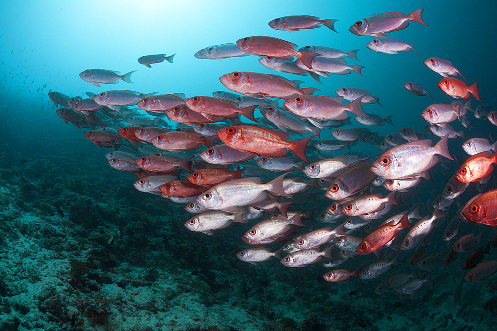 Shoal of Crescent-tail Bigeye, Priacanthus hamrur, Ari Atoll, Indian Ocean, Maldives