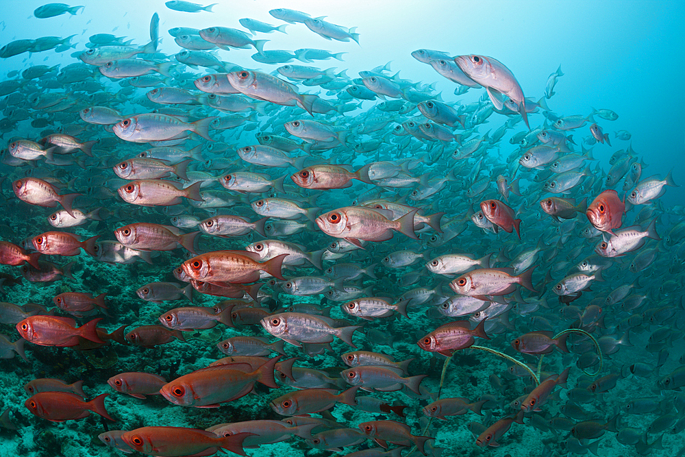 Shoal of Crescent-tail Bigeye, Priacanthus hamrur, Ari Atoll, Indian Ocean, Maldives