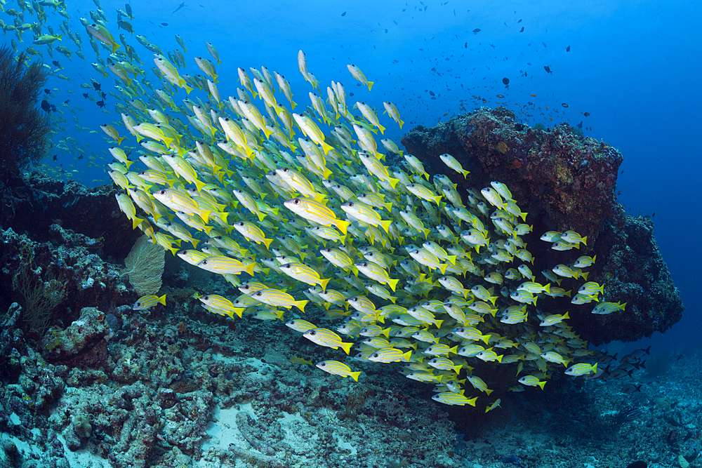 Shoal of Bluestripe Snapper, Lutjanus kasmira, Ari Atoll, Indian Ocean, Maldives