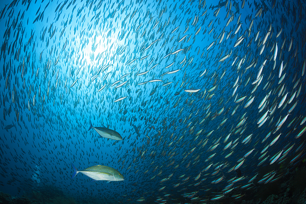 Shoal of Neon Fusilier, Pterocaesio tile, Ari Atoll, Indian Ocean, Maldives