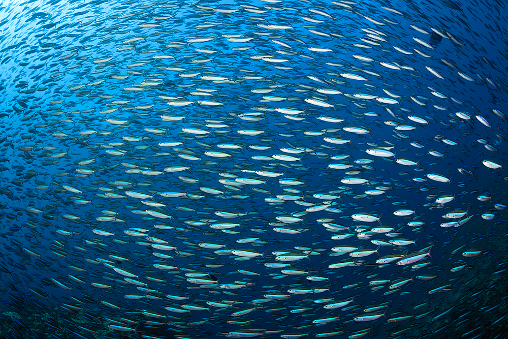 Shoal of Neon Fusilier, Pterocaesio tile, Ari Atoll, Indian Ocean, Maldives