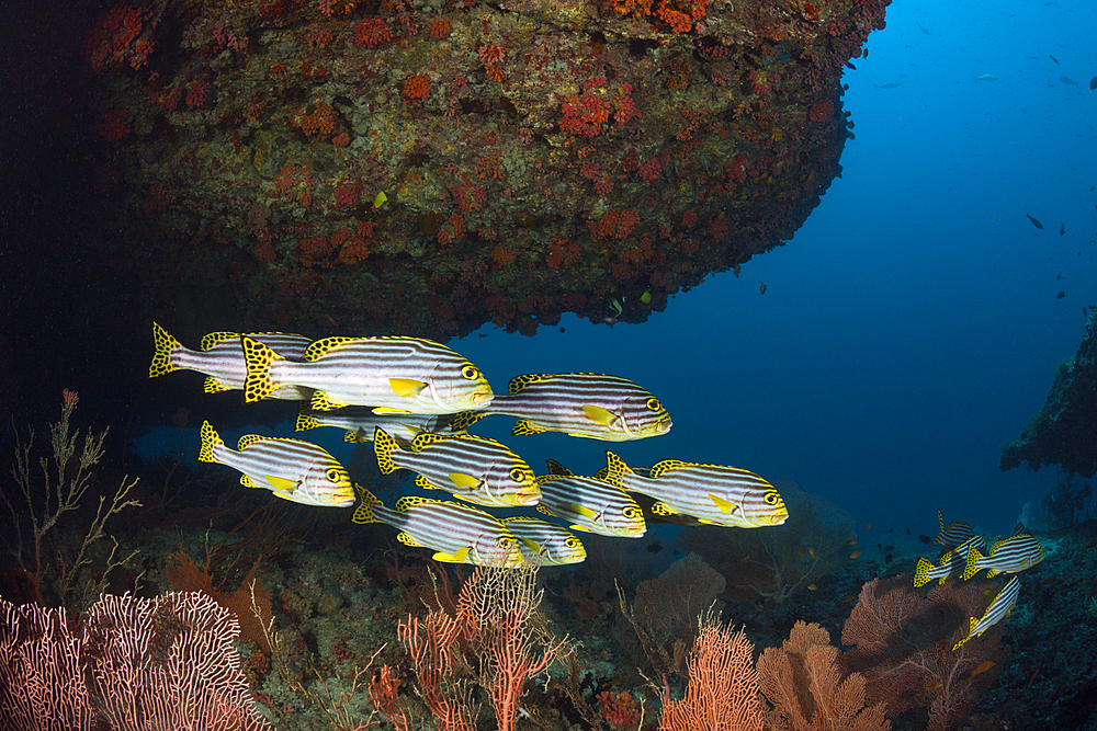 Shoal of Oriental Sweetlips, Plectorhinchus vittatus, Ari Atoll, Indian Ocean, Maldives