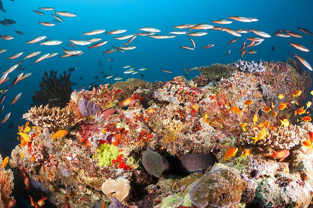 Colored Coral Reef, Ari Atoll, Indian Ocean, Maldives