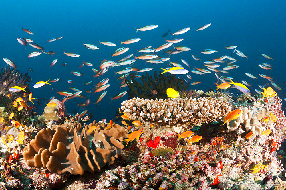 Colored Coral Reef, Ari Atoll, Indian Ocean, Maldives